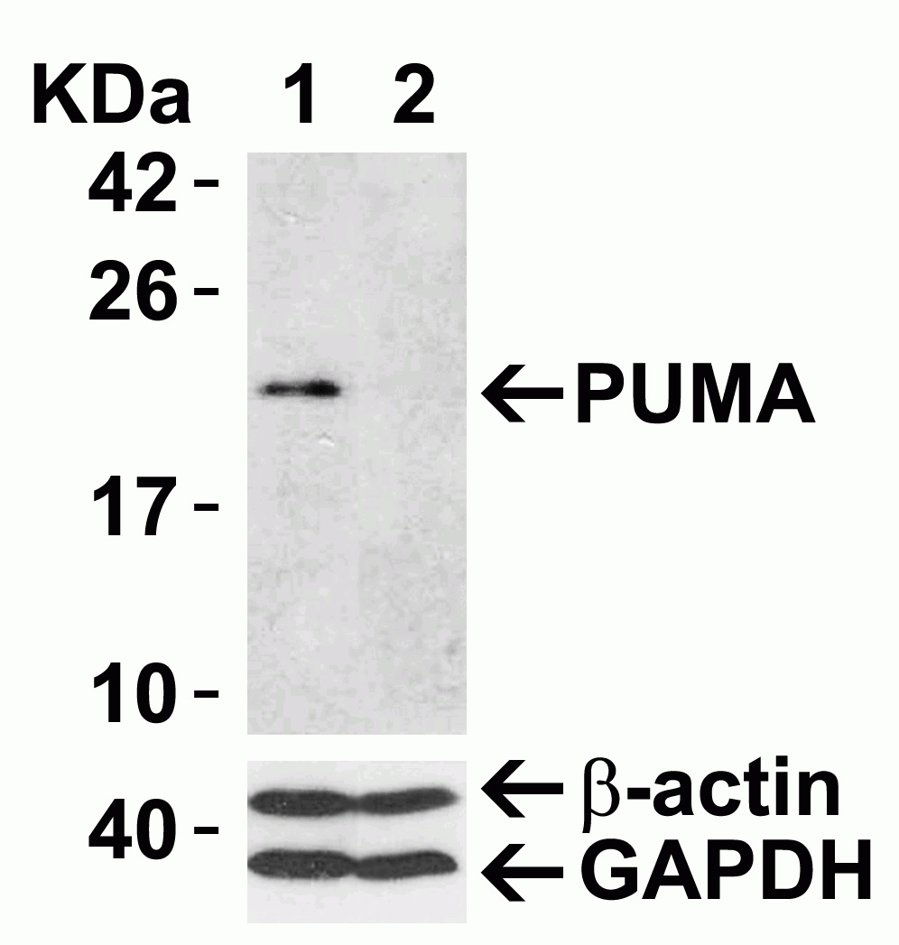 Western blot - Anti-PUMA antibody (AB9643), expandable thumbnail