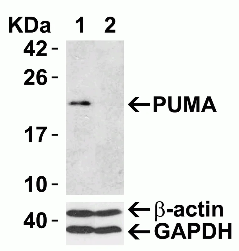 Western blot - Anti-PUMA antibody (AB9643)