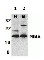 Western blot - Anti-PUMA antibody (AB9643)
