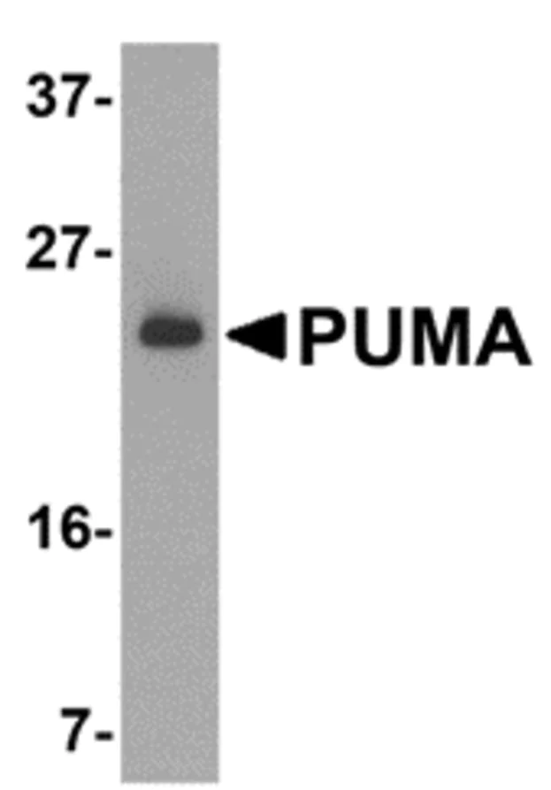 Western blot - Anti-PUMA antibody (AB9645)