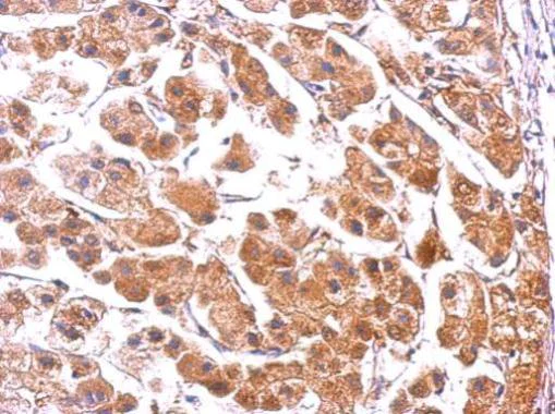 Immunohistochemistry (Formalin/PFA-fixed paraffin-embedded sections) - Anti-PUMA antibody - C-terminal (AB227130)