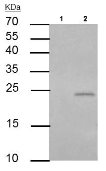 Immunoprecipitation - Anti-PUMA antibody - C-terminal (AB227130)