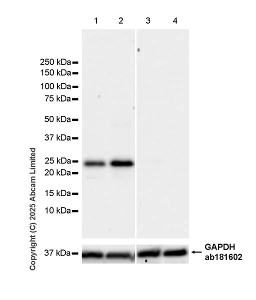 Western blot - Anti-PUMA antibody [EPR26854-239] (AB324435)