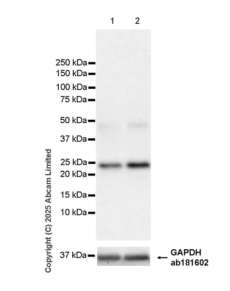 Western blot - Anti-PUMA antibody [EPR26854-239] (AB324435)