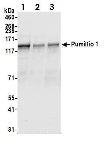 Western blot - Anti-Pumilio 1 antibody (AB3717), expandable thumbnail