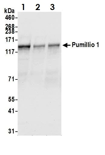 Western blot - Anti-Pumilio 1 antibody (AB3717)