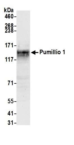 Western blot - Anti-Pumilio 1 antibody (AB3717), expandable thumbnail