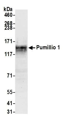 Western blot - Anti-Pumilio 1 antibody (AB3717)