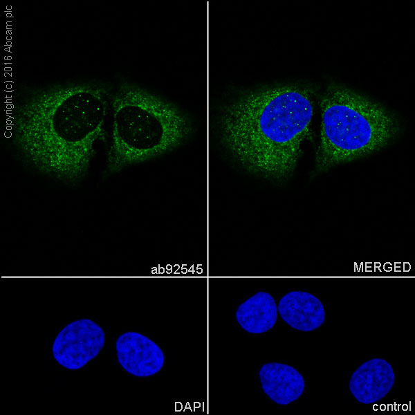 Immunocytochemistry/ Immunofluorescence - Anti-Pumilio 1 antibody [EPR3795] (AB92545), expandable thumbnail
