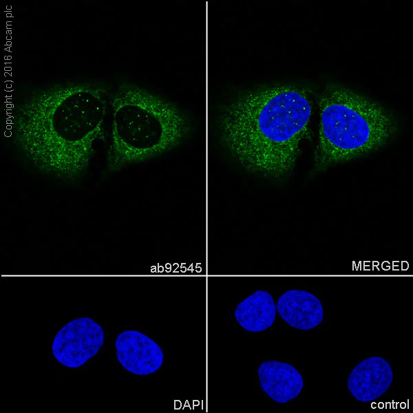 Immunocytochemistry/ Immunofluorescence - Anti-Pumilio 1 antibody [EPR3795] (AB92545)