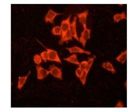 Immunocytochemistry/ Immunofluorescence - Anti-Pumilio 1 antibody [EPR3795] (ab92545), expandable thumbnail