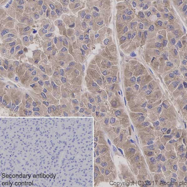Immunohistochemistry (Formalin/PFA-fixed paraffin-embedded sections) - Anti-Pumilio 1 antibody [EPR3795] (AB92545), expandable thumbnail