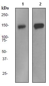 Western blot - Anti-Pumilio 1 antibody [EPR3795] (AB92545), expandable thumbnail