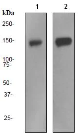 Western blot - Anti-Pumilio 1 antibody [EPR3795] (AB92545)