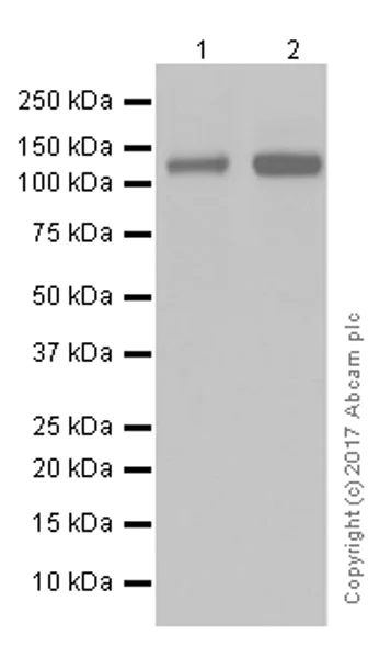 Western blot - Anti-Pumilio 1 antibody [EPR3795] (AB92545)