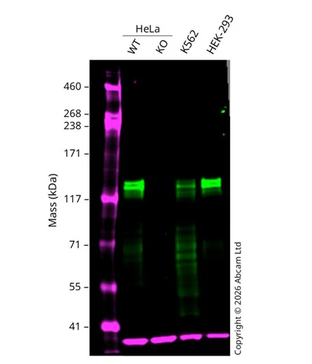 Western blot - Anti-Pumilio 1 antibody [EPR3795] (AB92545)