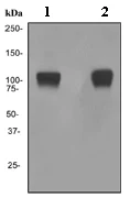 Western blot - Anti-Pumilio 2 antibody [EPR3813] (AB92390)