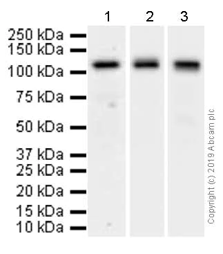 Western blot - Anti-Pumilio 2 antibody [EPR3813] (AB92390)