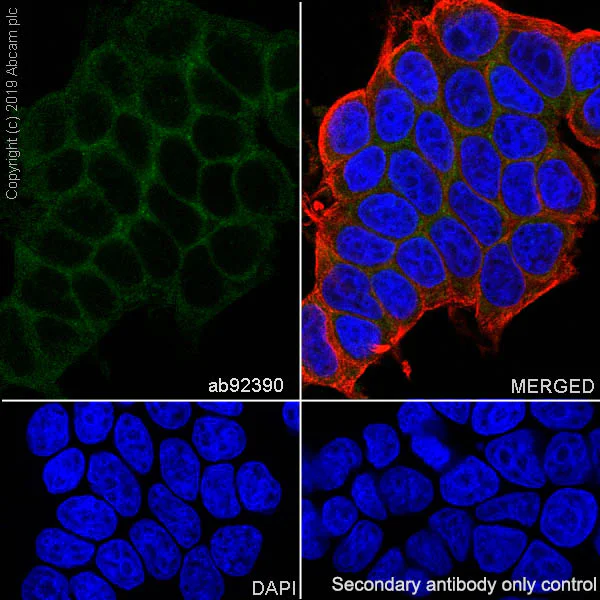 Immunocytochemistry/ Immunofluorescence - Anti-Pumilio 2 antibody [EPR3813] - BSA and Azide free (AB239909)