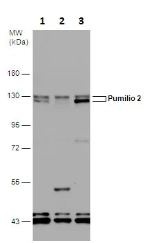 Western blot - Anti-Pumilio 2 antibody - N-terminal (AB228743)