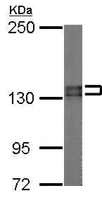 Western blot - Anti-Pumilio 2 antibody - N-terminal (AB228743)