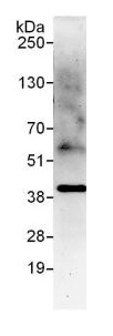 Immunoprecipitation - Anti-Pur B antibody (AB130999)