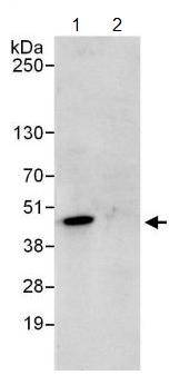 Immunoprecipitation - Anti-PURA antibody (AB125200), expandable thumbnail
