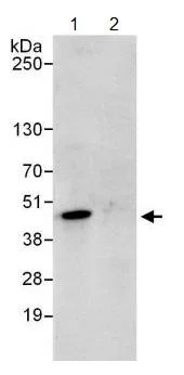 Immunoprecipitation - Anti-PURA antibody (AB125200)