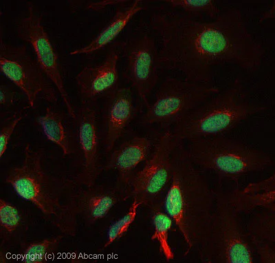 Immunocytochemistry/ Immunofluorescence - Anti-PURA antibody (AB79936)