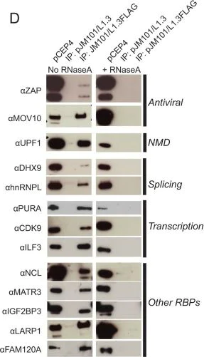 Western blot - Anti-PURA antibody (AB79936)