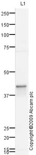 Western blot - Anti-PURA antibody (AB79936)