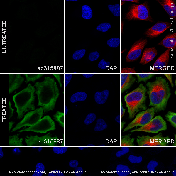 Immunocytochemistry/ Immunofluorescence - Anti-Puromycin antibody [EPR27218-173] (ab315887), expandable thumbnail