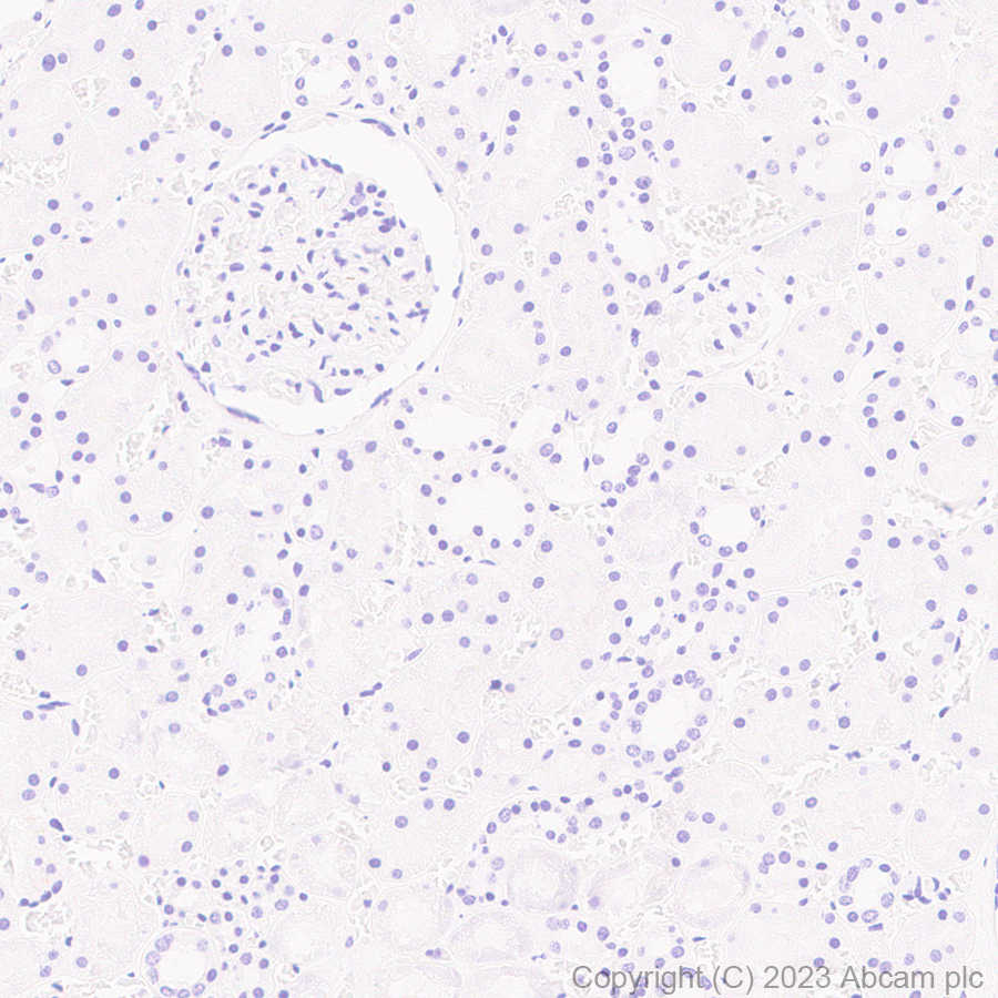 Immunohistochemistry (Formalin/PFA-fixed paraffin-embedded sections) - Anti-Puromycin antibody [EPR27218-173] (AB315887), expandable thumbnail