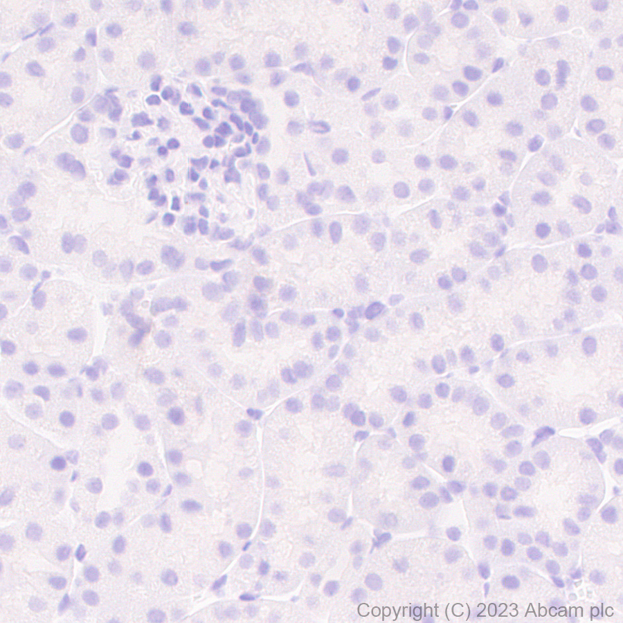 Immunohistochemistry (Formalin/PFA-fixed paraffin-embedded sections) - Anti-Puromycin antibody [EPR27218-173] (AB315887), expandable thumbnail