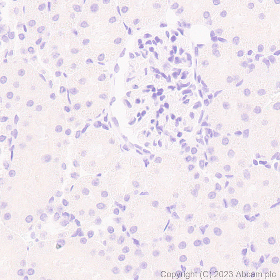 Immunohistochemistry (Formalin/PFA-fixed paraffin-embedded sections) - Anti-Puromycin antibody [EPR27218-173] (AB315887), expandable thumbnail