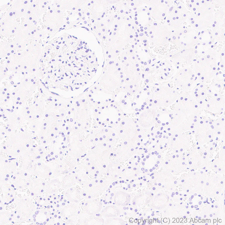 Immunohistochemistry (Formalin/PFA-fixed paraffin-embedded sections) - Anti-Puromycin antibody [EPR27218-173] - BSA and Azide free (AB315888)