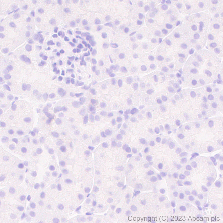 Immunohistochemistry (Formalin/PFA-fixed paraffin-embedded sections) - Anti-Puromycin antibody [EPR27218-173] - BSA and Azide free (AB315888)