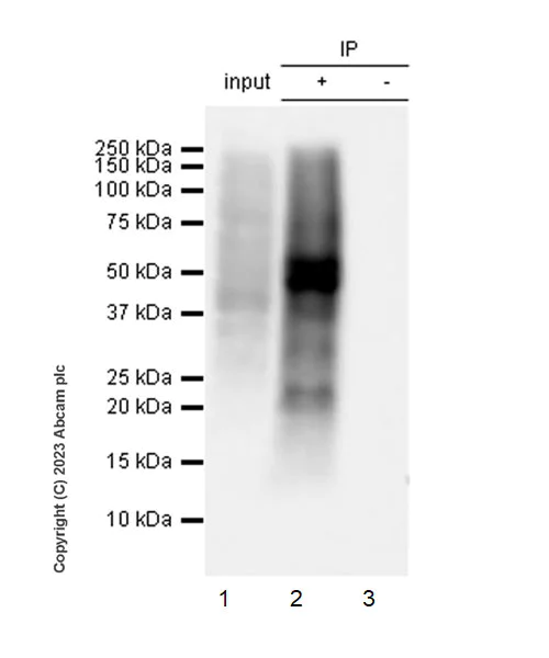 Immunoprecipitation - Anti-Puromycin antibody [EPR27218-173] - BSA and Azide free (AB315888)