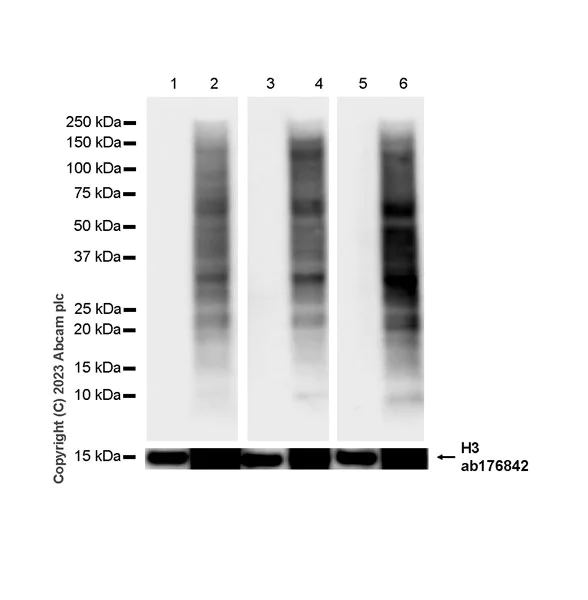 Western blot - Anti-Puromycin antibody [EPR27218-173] - BSA and Azide free (AB315888)