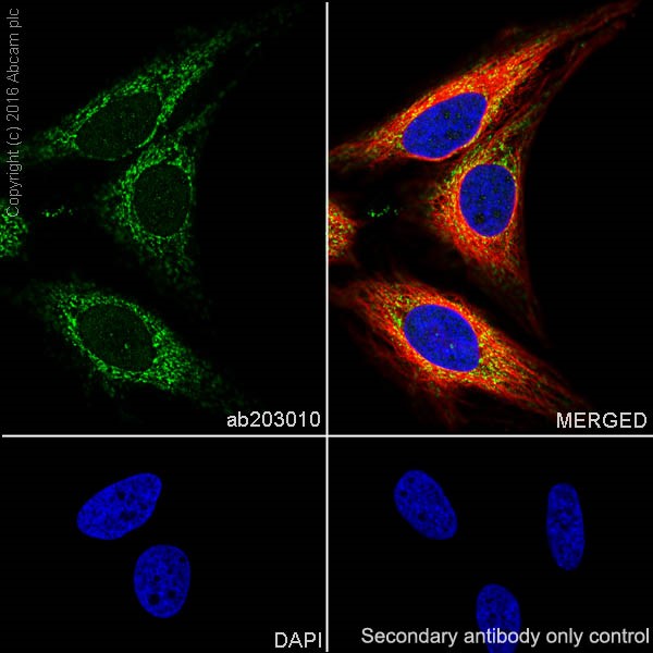Immunocytochemistry/ Immunofluorescence - Anti-PUS1 antibody [EPR20181] (AB203010), expandable thumbnail