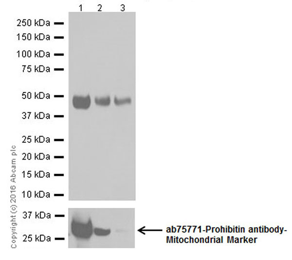 Western blot - Anti-PUS1 antibody [EPR20181] (AB203010), expandable thumbnail