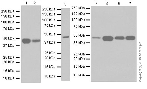 Western blot - Anti-PUS1 antibody [EPR20181] (ab203010), expandable thumbnail