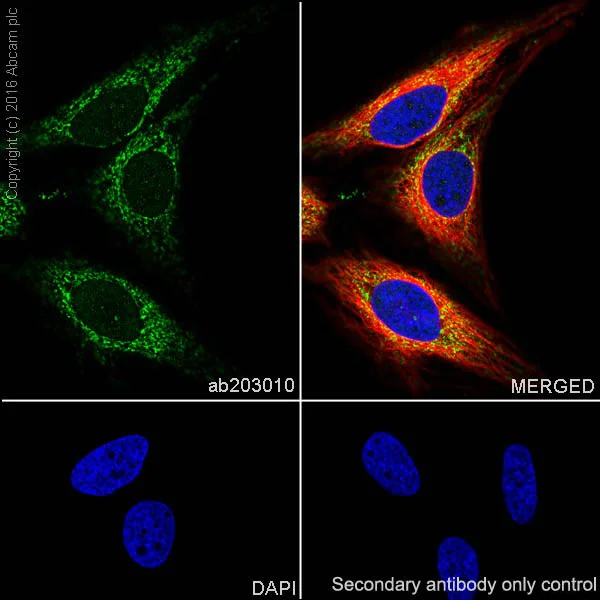 Immunocytochemistry/ Immunofluorescence - Anti-PUS1 antibody [EPR20181] - BSA and Azide free (AB251389)