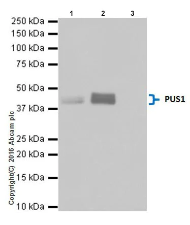 Immunoprecipitation - Anti-PUS1 antibody [EPR20181] - BSA and Azide free (AB251389)