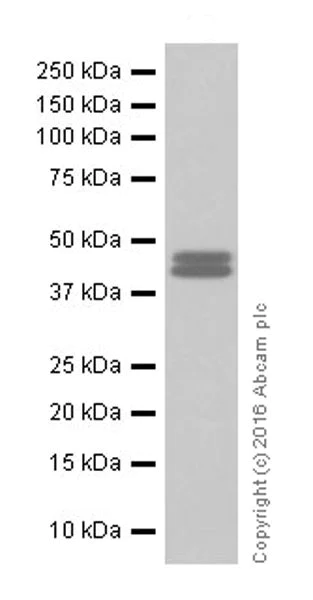 Western blot - Anti-PUS1 antibody [EPR20181] - BSA and Azide free (AB251389)