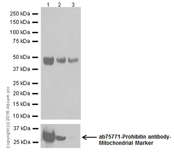 Western blot - Anti-PUS1 antibody [EPR20181] - BSA and Azide free (AB251389)