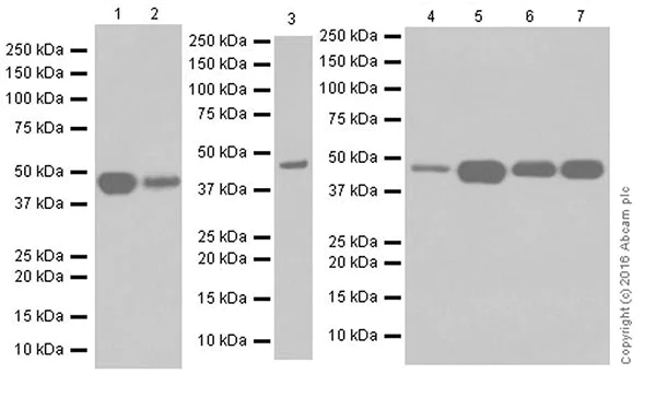 Western blot - Anti-PUS1 antibody [EPR20181] - BSA and Azide free (AB251389)