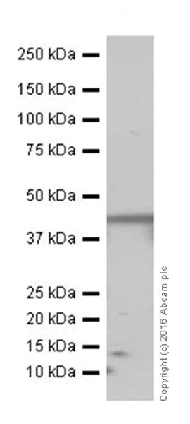 Western blot - Anti-PUS1 antibody [EPR20181] - BSA and Azide free (AB251389)