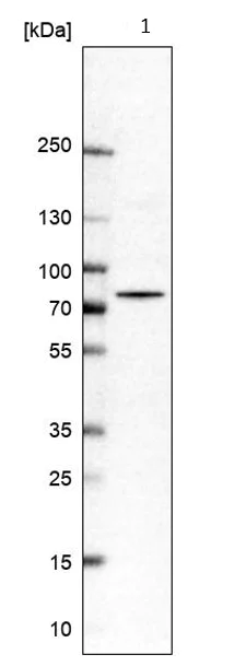 Western blot - Anti-PUS10 antibody (AB185078)