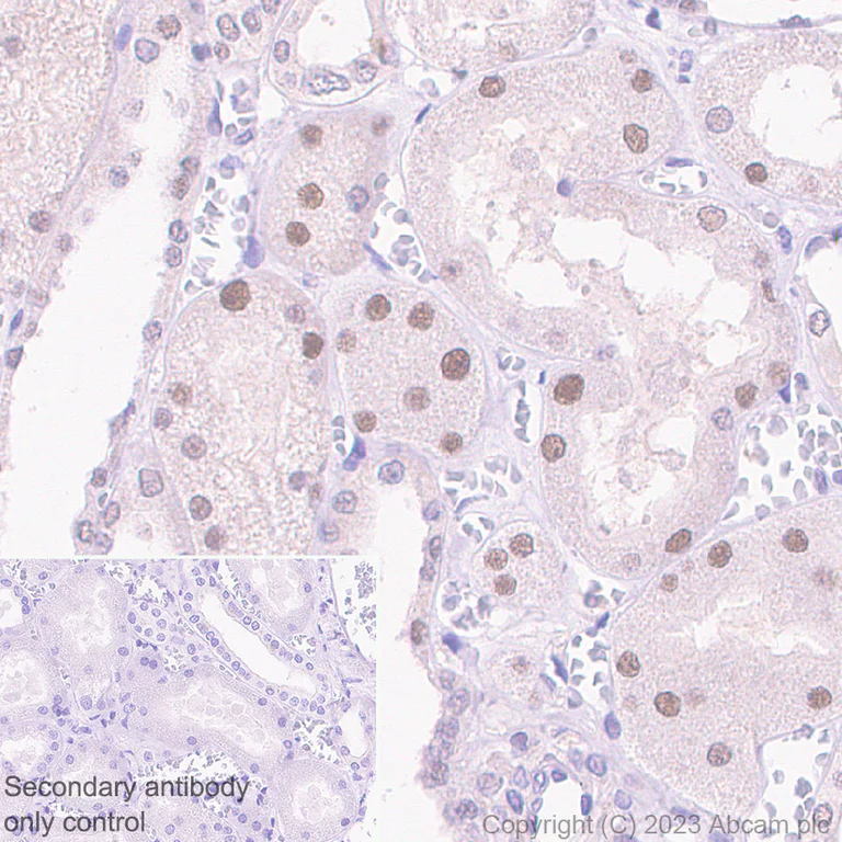 Immunohistochemistry (Formalin/PFA-fixed paraffin-embedded sections) - Anti-PUS10 antibody [EPR26272-66] - BSA and Azide free (AB313623)